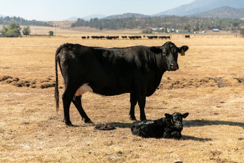 A heifer and its calf that was born the night prior rest in a pasture on Jim Scala's ranch on Aug. 29, 2022. Photo by Martin do Nascimento, CalMatters