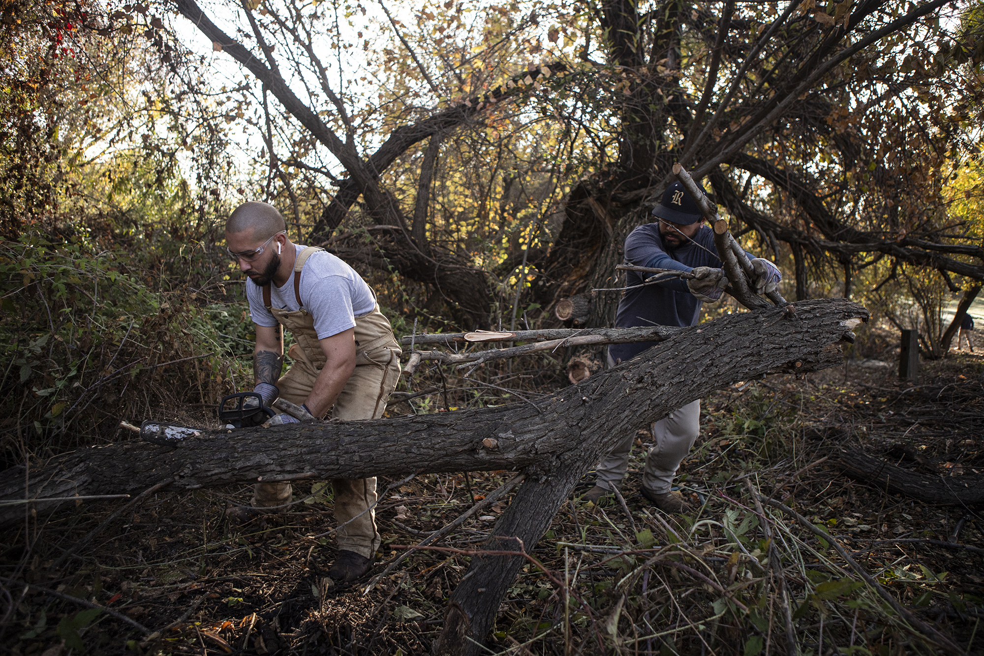 Two people working in protective work attire help each other to chop a tree apart in a park. One person on the left uses a chainsaw to cut the tree apart, while the other on the right pushes the other side of the tree to move it.