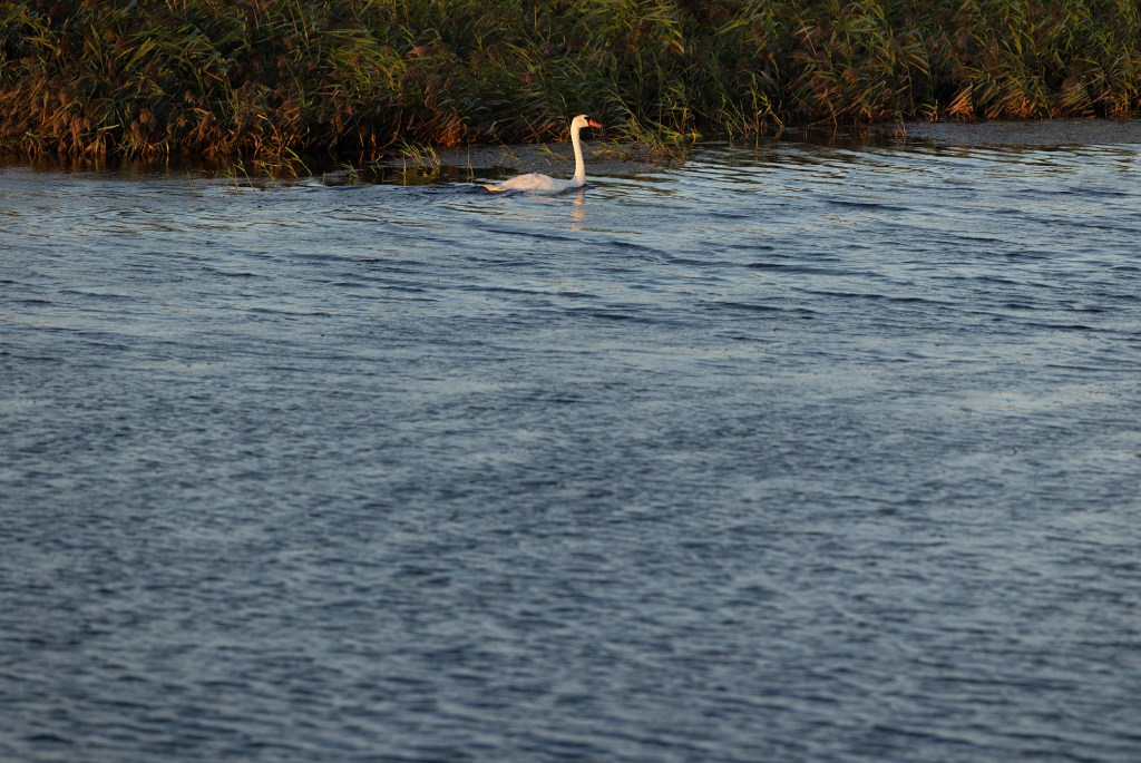 A lone mute swan with a white body and orange bill glides across a rippling body of water, leaving a subtle wake behind. Tall grasses line the far shoreline in the background.