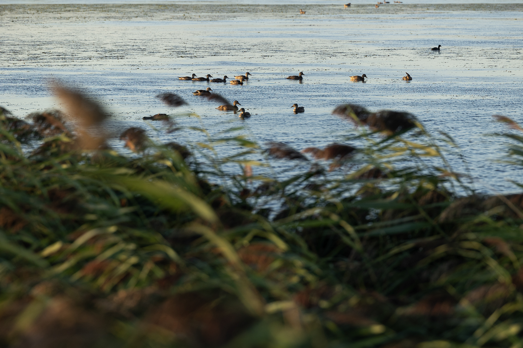 A group of ducks floats on a calm body of water, with most swimming in loosely scattered clusters. In the foreground, tall grasses and reeds are out of focus, partially obscuring the view and adding a sense of depth to the scene. The lighting suggests late afternoon or early evening.