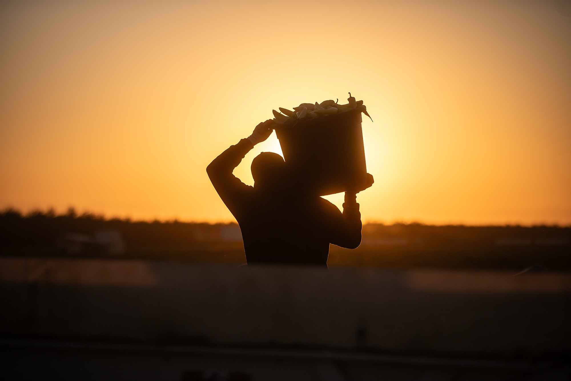 The silouhette of a person, illuminated by the soft light of a morning sunrise, as they carry a large bucket of banana peppers that rests on their right shoulder for support.