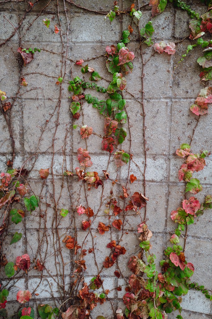 Climbing vine with green and reddish leaves attached to a gray cinder block wall.