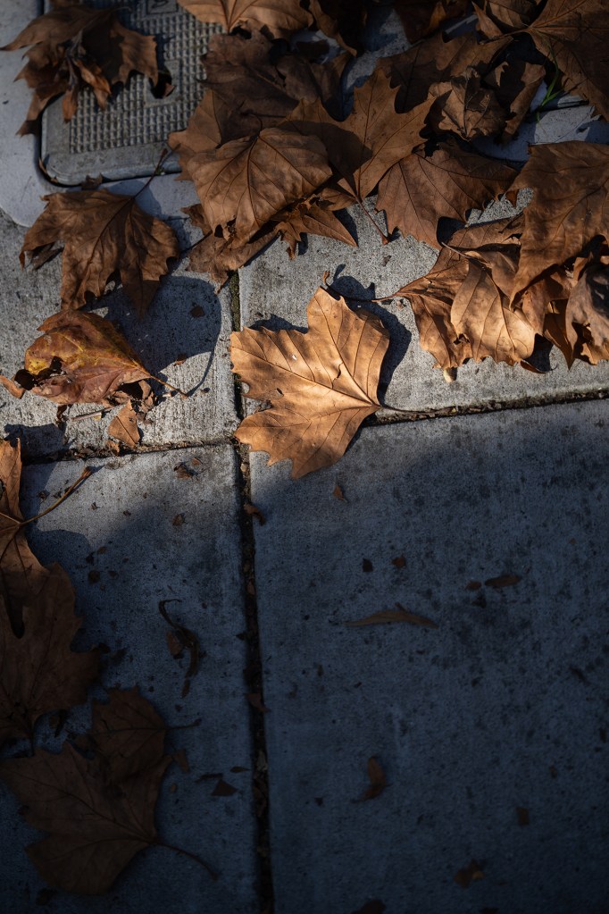 A group of leaves is scattered around the concrete sidewalk with the sun shining on them in the upper part of the frame. The bottom half of the frame is covered in shadow over the sidewalk.