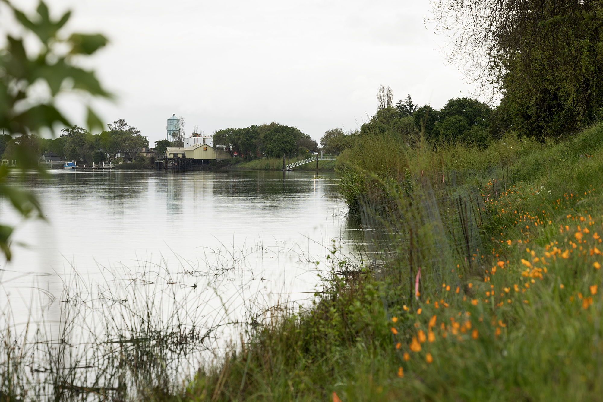 A river runs alongside a grassy bank dotted with orange wildflowers; across the water, a small building and water tower sit among trees under an overcast sky.