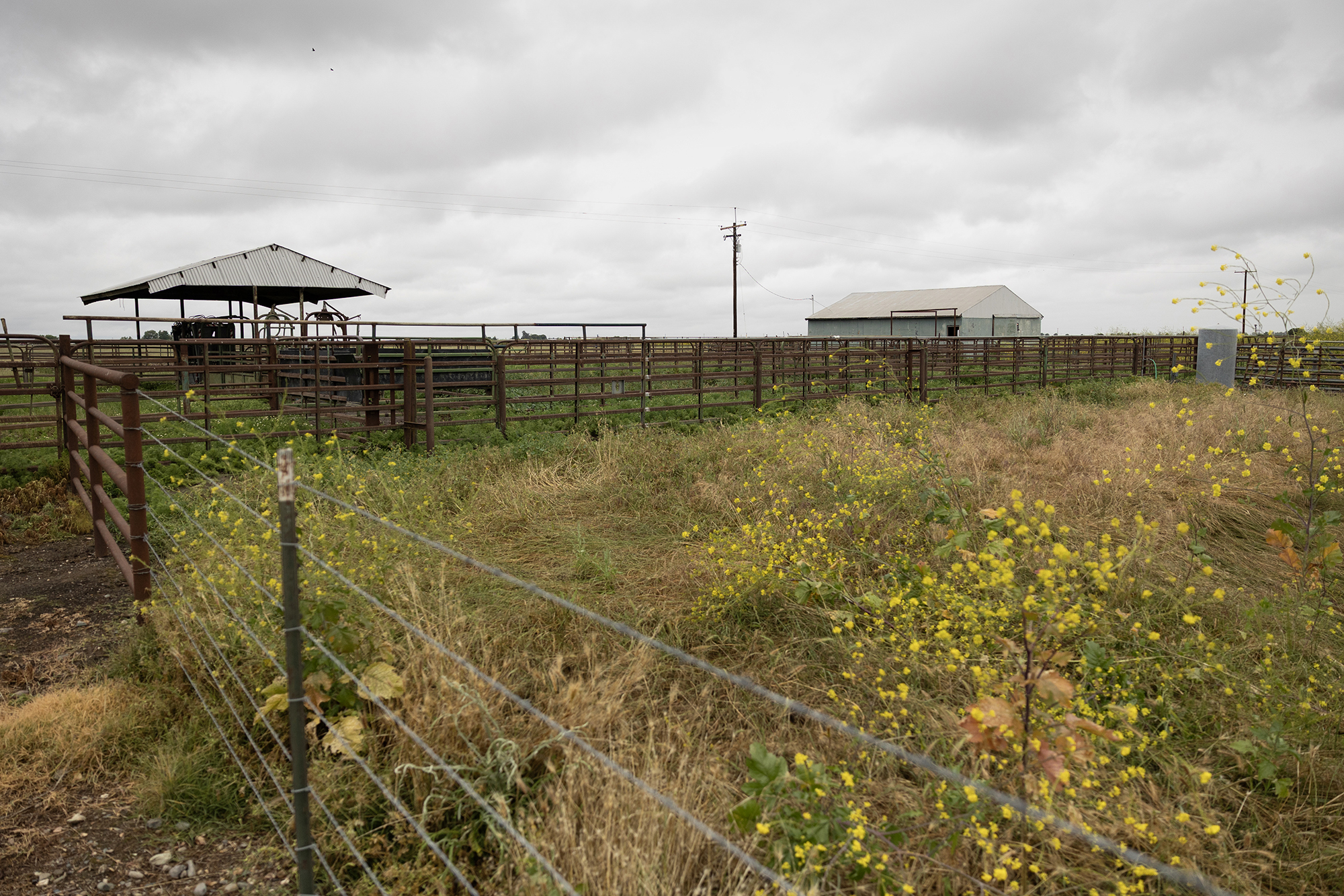 A fenced livestock pen stretches across a grassy field dotted with yellow wildflowers; a small roofed structure and a barn sit in the distance under a gray, overcast sky.
