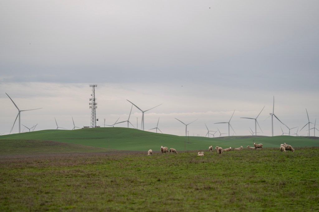 A small flock of sheep grazes across rolling green hills beneath an overcast sky, with dozens of wind turbines and a communications tower rising in the background. The pastoral landscape stretches into the distance, blending grazing land with renewable energy infrastructure.