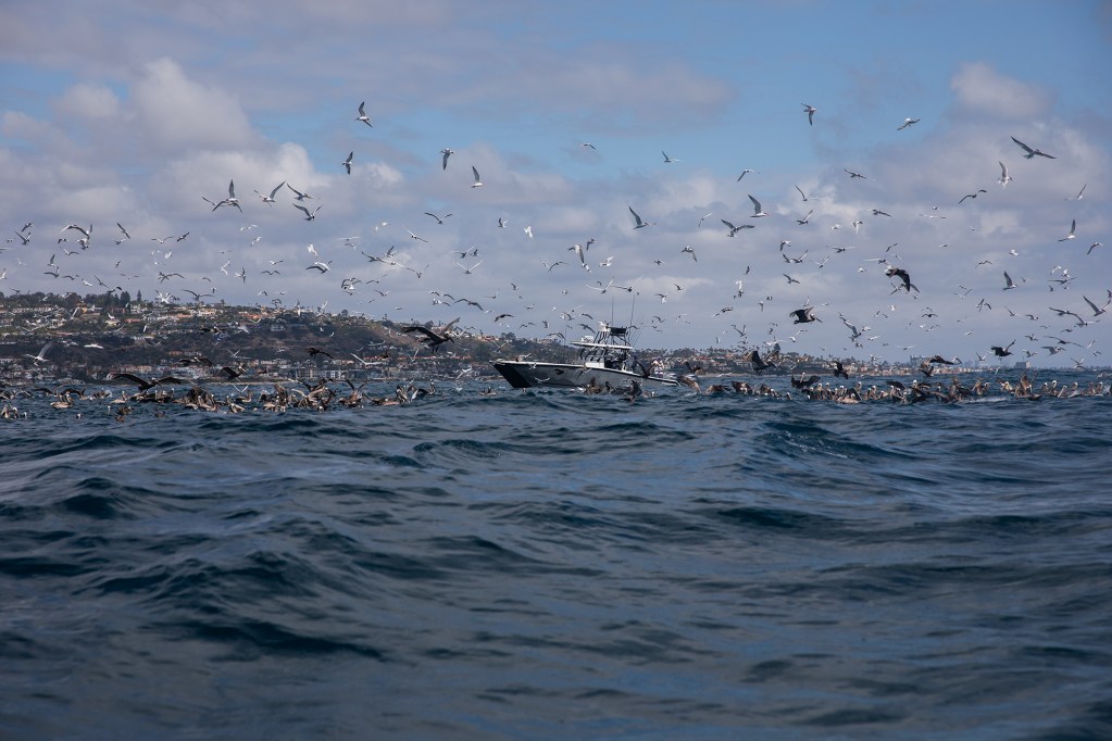 A large flock of birds fly surround a small white fishing boat that sways among ocean waves during a sunny afternoon.