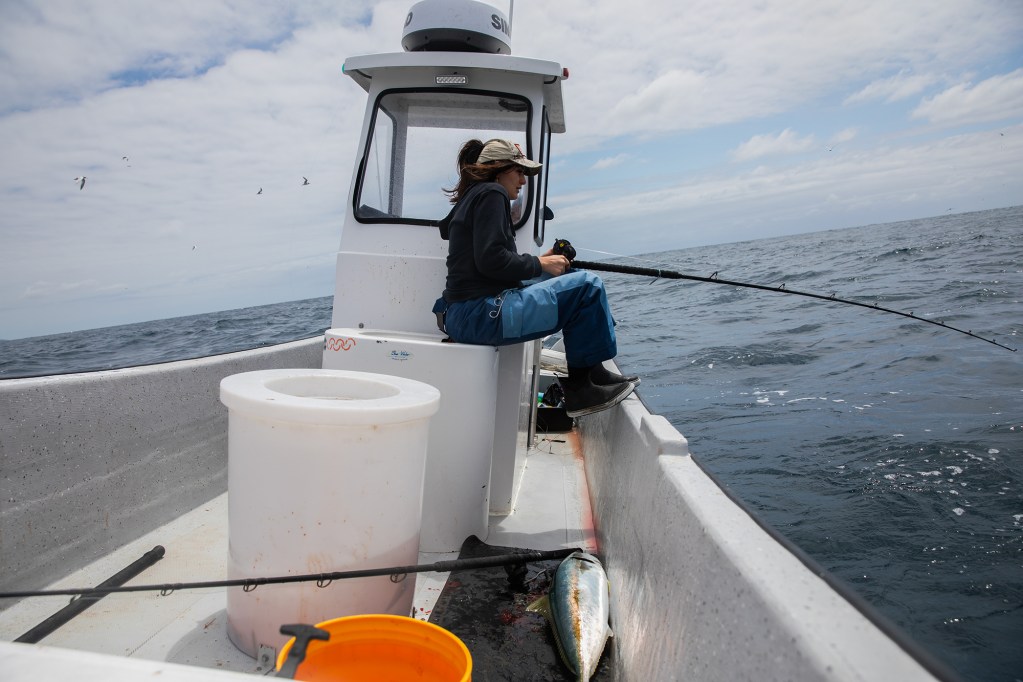 A person sits on top of a cooler as they rest their feet on the edge of a small boat to help support them while working to reel in a yellowtail using a fishing rod. The small boat sways among ocean waves during a sunny afternoon.