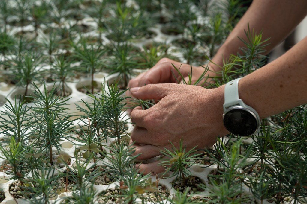 Someone's hands weed around a baby pine tree in a greenhouse.